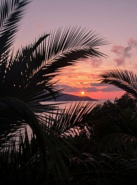 palm trees, calming, aesthetic